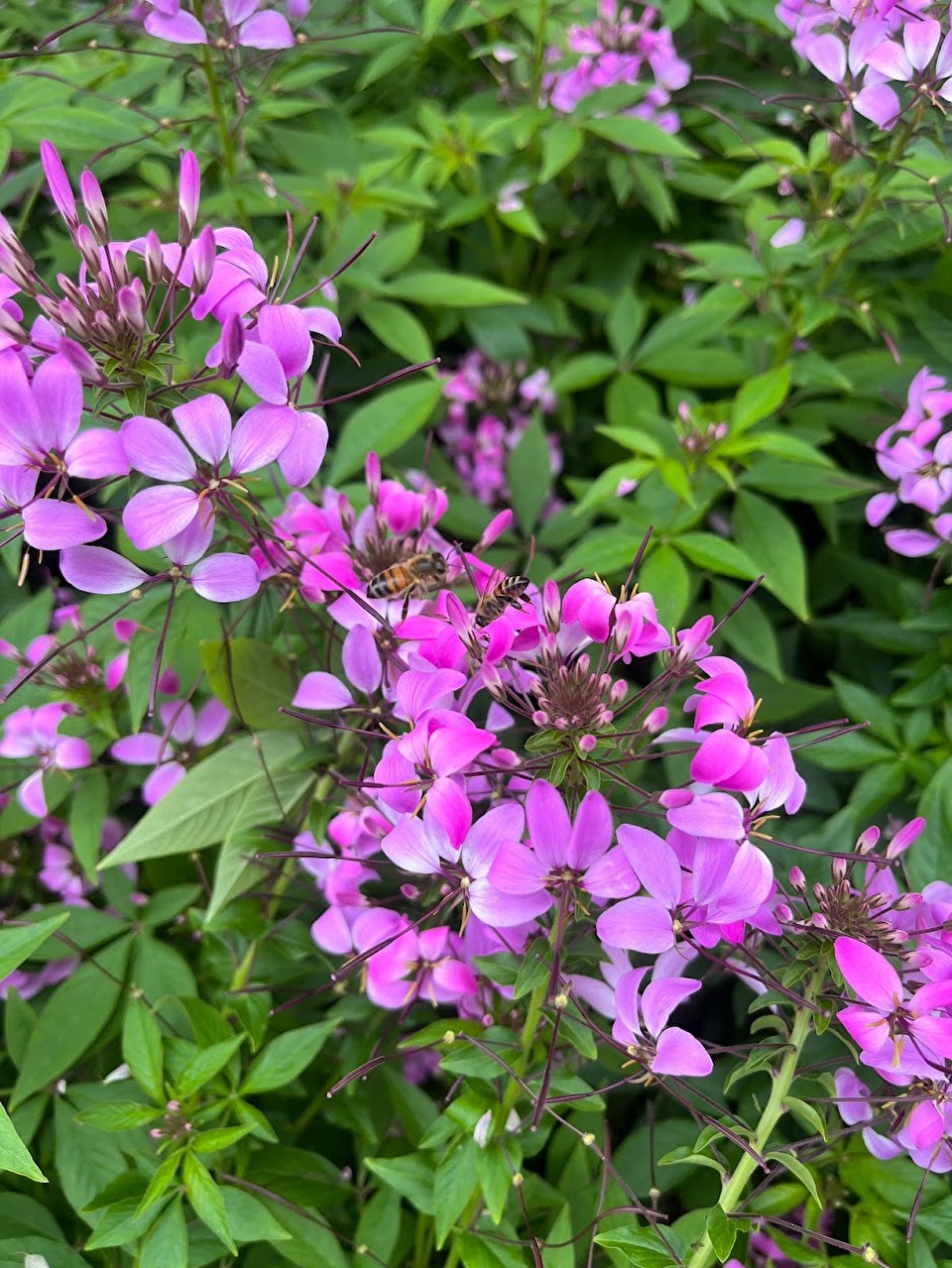 Photo of a flowering plant