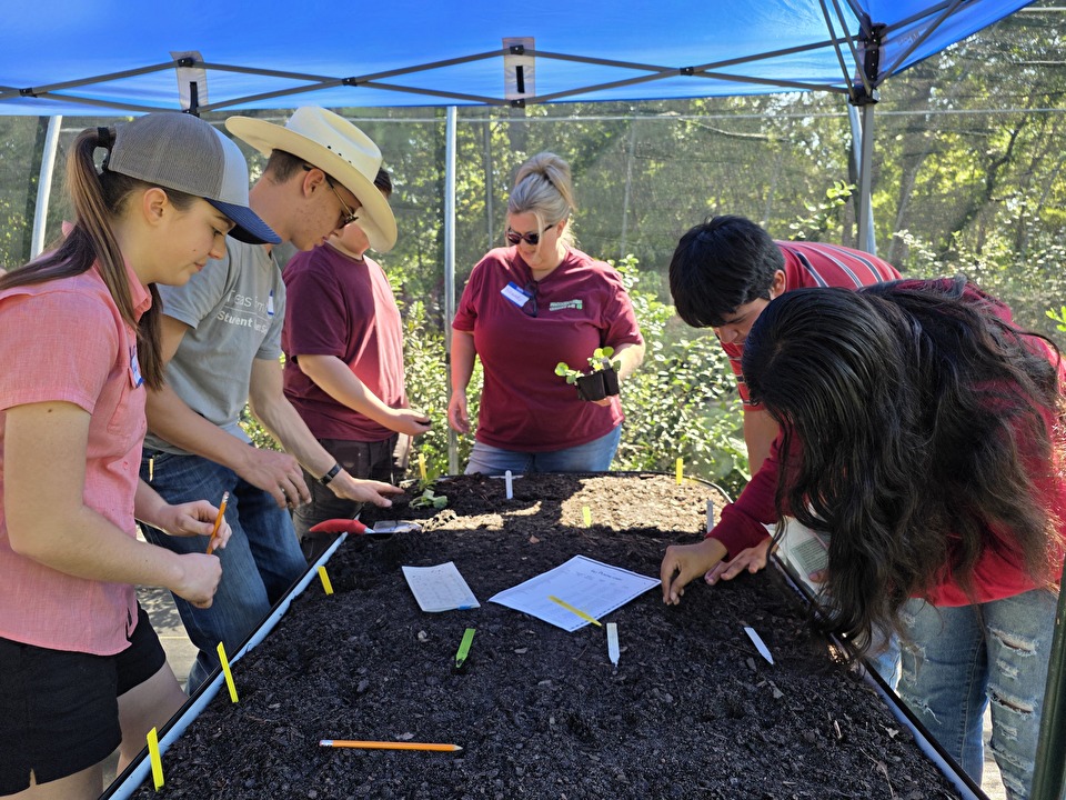4-H members plant vegetable plants in a raised garden container