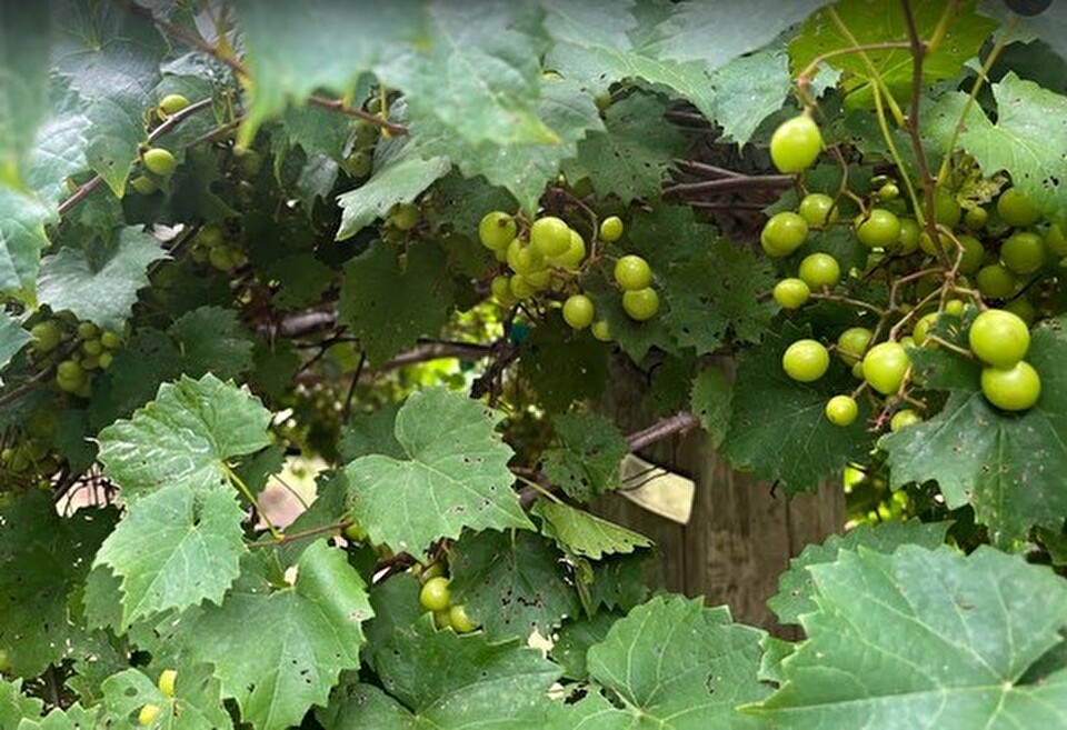 Muscadine grape plants