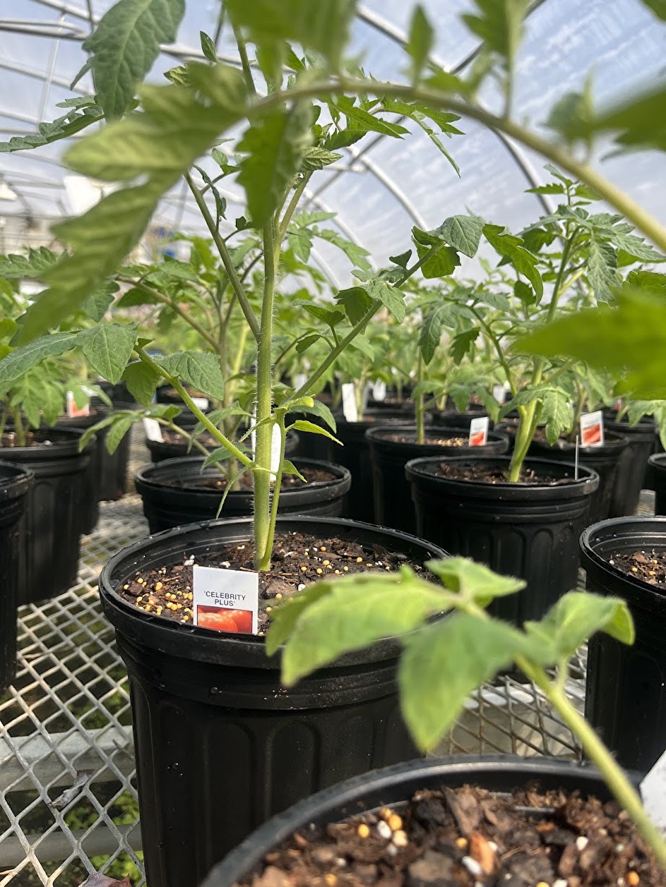 Celebrity tomato plants in the SFA Gardens greenhouse