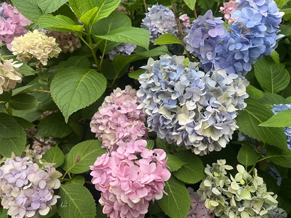 Hydrangea blooms.