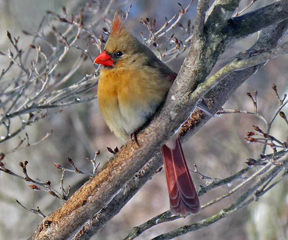 Photo of a northern cardinal