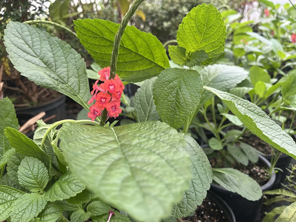 Photo of a flowering plant
