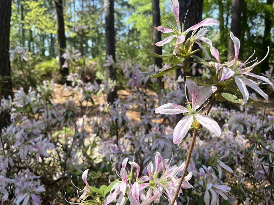 Azalea blooming in the SFA Gardens