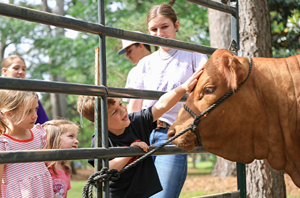 Student touching cow