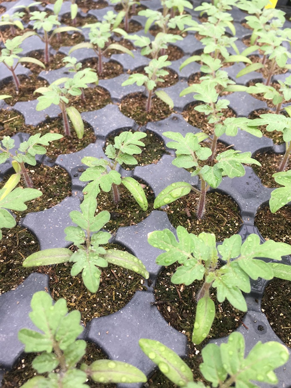 Flat of tomato plant seedlings